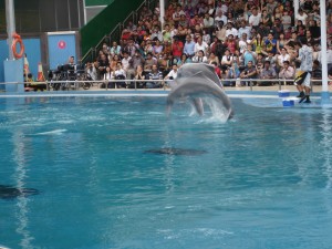 dolphin-lagoon-singapore-underwater-world